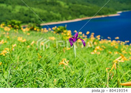 (群馬県)ノゾリキスゲの中に、ポツンと咲くアヤメ (群馬県)ノゾリキスゲの中に、ポツンと咲くアヤメ 80419354