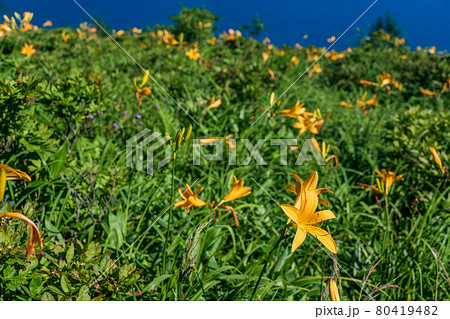 （群馬県）野反湖畔　斜面のノゾリキスゲ 80419482