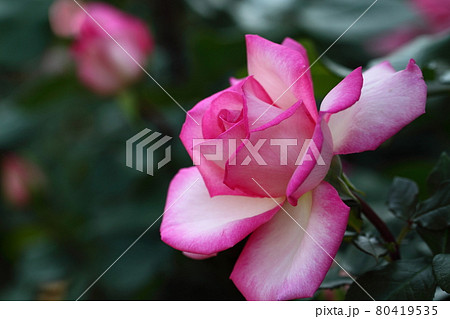 花の女王 80419535