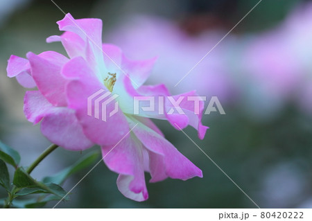 花の女王 花の女王 80420222