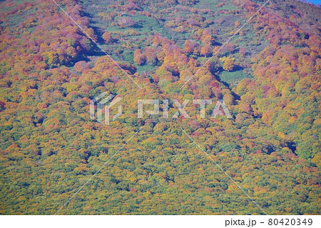青森県　紅葉時期の雛岳の斜面 80420349
