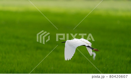 White heron flying over rice field with text space 80420607
