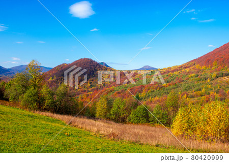 autumnal landscape in carpathian mountains. trees in colorful foliage on a grassy hills rolling in to the distant ridge. beautiful scenery on a warm sunny day with clouds on the sky 80420999
