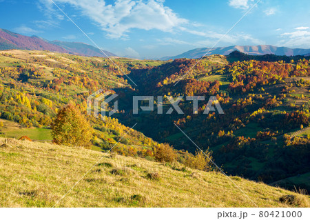 carpathian mountains countryside in evening light. trees in colorful foliage on hills and grassy meadow. ridge in the distance under the bright sky with clouds 80421000