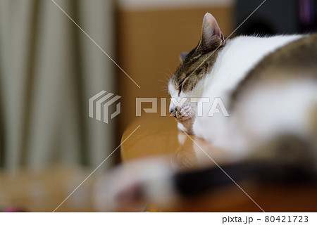 眠る猫　キジトラ猫 80421723