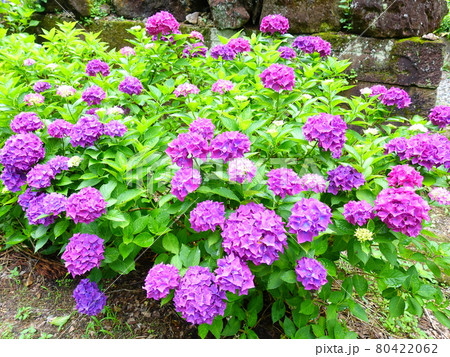 満開のアジサイ　あじさい　紫陽花 80422062