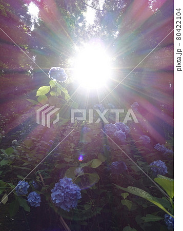満開のアジサイ　あじさい　紫陽花 80422104