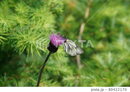 アザミの蜜を吸うミヤマシロチョウの雌 80422170