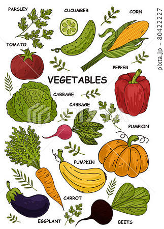 Hand drawn vegetables. Veggies nutrition doodle, organic vegan food. Healthy lifestyle, vegetarianism Hand drawn vegetables. Veggies nutrition doodle, organic vegan food. Healthy lifestyle, vegetarianism 80422227