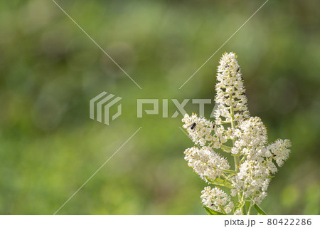 白い花を咲かす高山植物 コバイケイソウの写真素材