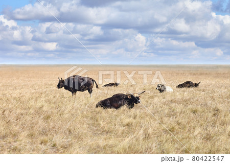 Largest of the wild oxen Gayal in grasslands of virgin steppes Largest of the wild oxen Gayal in grasslands of virgin steppes 80422547