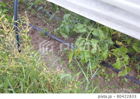 Drip irrigation system for the garden and vegetable garden in the village Drip irrigation system for the garden and vegetable garden in the village 80422833