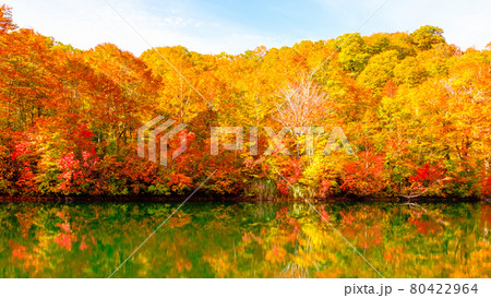 鎌池の紅葉 80422964