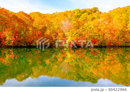 鎌池の紅葉 鎌池の紅葉 80422966