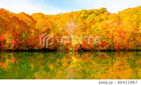 鎌池の紅葉 鎌池の紅葉 80422967