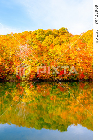 鎌池の紅葉 80422969