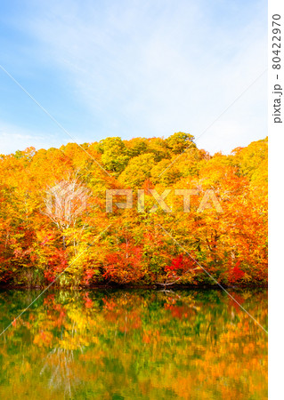 鎌池の紅葉 80422970