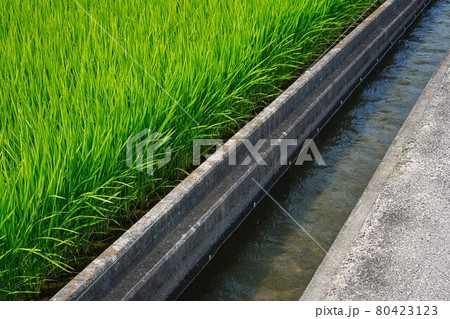田んぼと用水路 80423123