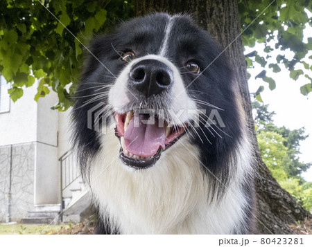 young border collie dog portrait 80423281