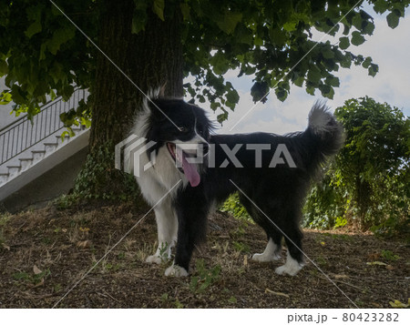 young border collie dog portrait 80423282