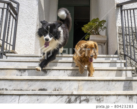 young border collie dog playing with english cocker spaniel 80423283