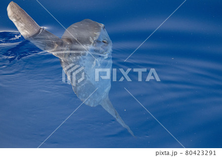 Sunfish underwater while eating jellyfish Sunfish underwater while eating jellyfish 80423291