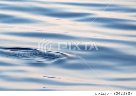 baby newborn caretta turtle near sea surface for breathing baby newborn caretta turtle near sea surface for breathing 80423307