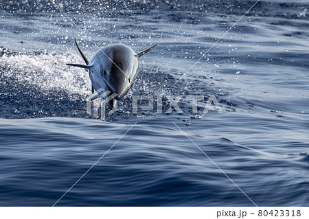striped Dolphin while jumping in the deep blue sea 80423318