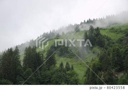 Pine forest and green meadow on a rainy summer day. Fog creating a mystic ambience. 80423558