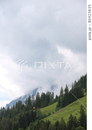 Green mountain meadow, pine forest and grey summer cloud. 80423635