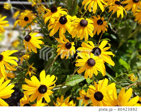 Yellow flowers of rudbeckia hirta called orange coneflower or blackeyed susan. Yellow flowers of rudbeckia hirta called orange coneflower or blackeyed susan. 80423892