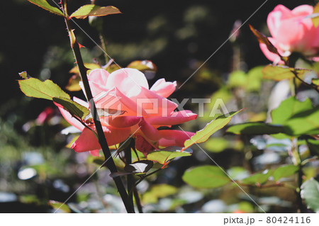 バラ ローズ 薔薇 ガーデン 美しい ピンク 80424116