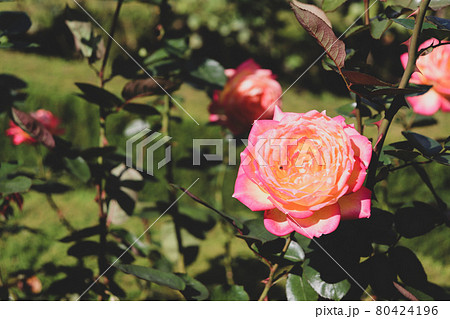 バラ ローズ 薔薇 ピンク イエロー 綺麗 かわいい 80424196