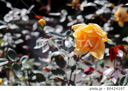 バラ 綺麗 黄色 光 ガーデン	庭園 綺麗 可憐 80424197