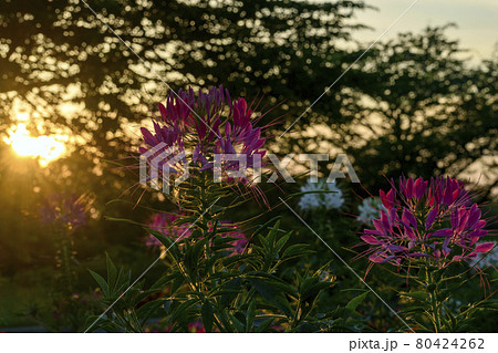 夕暮れ時のセイヨウフウチョウソウ 夕暮れ時のセイヨウフウチョウソウ 80424262