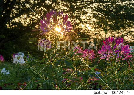 夕暮れ時のセイヨウフウチョウソウ 夕暮れ時のセイヨウフウチョウソウ 80424275