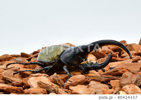 ヘラクレスヘラクレス 80424337