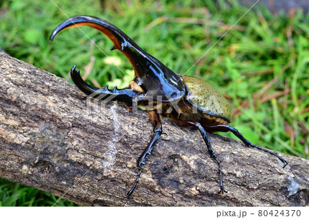 ヘラクレスヘラクレス ヘラクレスヘラクレス 80424370