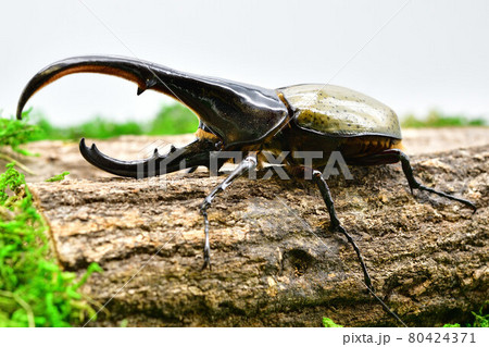 ヘラクレスヘラクレス 80424371