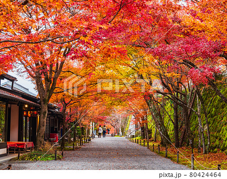 秋の京都　三千院　参道 80424464