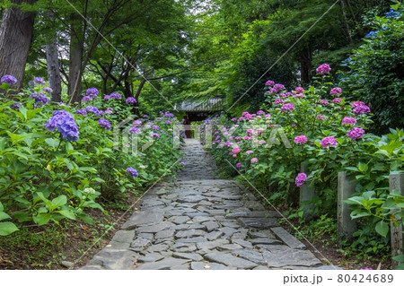 額田郡幸田町 本光寺の参道に咲くアジサイの花 額田郡幸田町 本光寺の参道に咲くアジサイの花 80424689