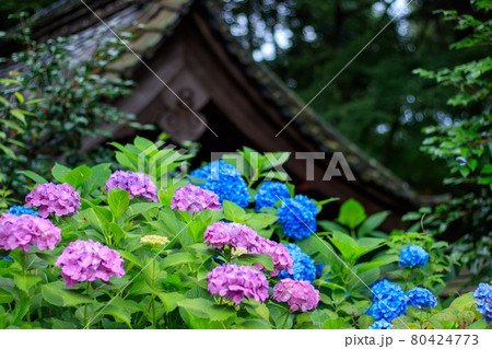 額田郡幸田町　本光寺に咲くアジサイの花 80424773