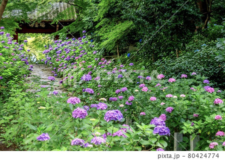 額田郡幸田町　本光寺に咲くアジサイの花 80424774