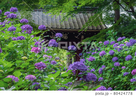 額田郡幸田町 本光寺に咲くアジサイの花 額田郡幸田町 本光寺に咲くアジサイの花 80424778
