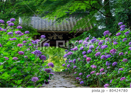 額田郡幸田町　本光寺に咲くアジサイの花 80424780