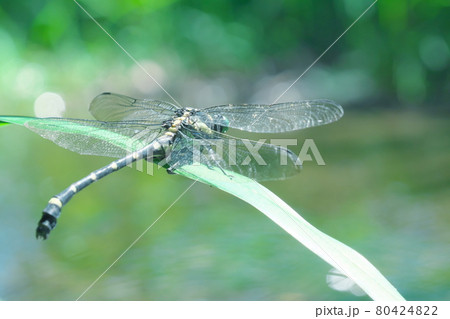 【昆虫】水辺のコオニヤンマ 80424822