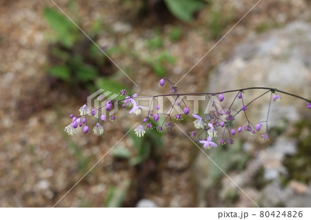 薄紫のタリクトラムデラバイの花の写真素材