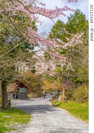 春の古法華自然公園を散策（兵庫県加西市東剣坂町）※作品コメント欄に撮影位置 80425526