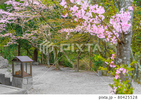 春の古法華自然公園を散策（兵庫県加西市東剣坂町）※作品コメント欄に撮影位置 80425528