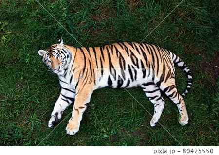 Amur tiger on a grass in summer day. 80425550